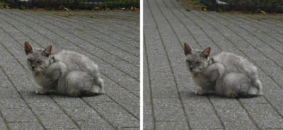 鹿児島 薩摩猫 平行法３Ｄ写真