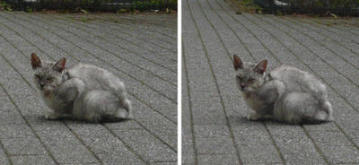鹿児島 薩摩猫 平行法３Ｄ写真
