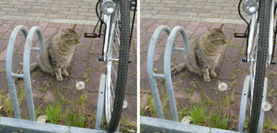 自転車が欲しそうな猫 平行法立体写真