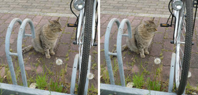 自転車が欲しそうな猫 交差法３Ｄ写真