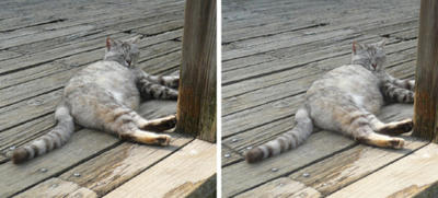 セレブっぽい猫 平行法３Ｄ写真