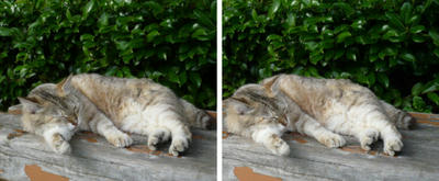 寝ている猫 交差法３Ｄ写真