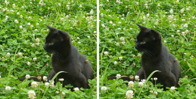 クローバーと黒猫 交差法立体画像