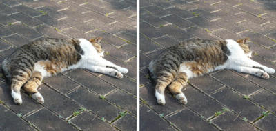 死んだフリする猫 平行法３Ｄ写真