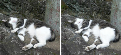 豪快な寝姿の猫 平行法３Ｄ写真