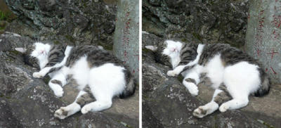 豪快な寝姿の猫 交差法ステレオ写真