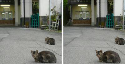 生駒山 宝山寺駅前猫 平行法立体写真