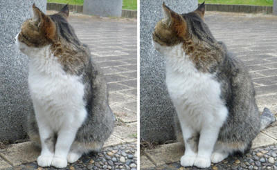 人懐っこいけど目を合わせない猫 平行法３Ｄ写真