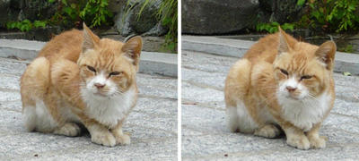 三つ指ついて おもてなし 猫 平行法立体写真