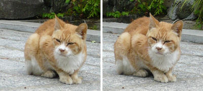 三つ指ついて おもてなし 猫 交差法ステレオ写真