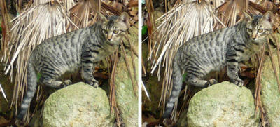 野生の山猫っぽいノラ猫 平行法3d立体写真