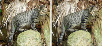 野生の山猫っぽいノラ猫 交差法3dステレオ写真