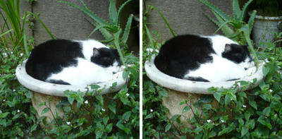 ネコ植木鉢 交差法3d立体写真