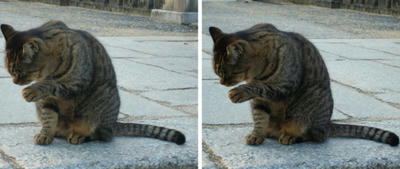 金毘羅さんで出迎えてくれた猫 平行法3D立体写真