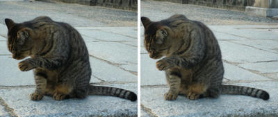 金毘羅さんで出迎えてくれた猫 交差法3Dステレオ写真
