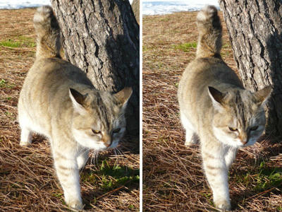 寒くても 平行法猫の3D立体写真