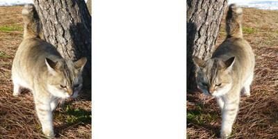 寒くても ミラー法猫の3Dステレオ写真