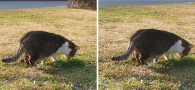 草を食す猫 平行法3D立体写真
