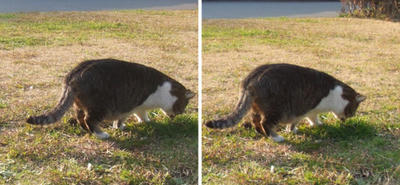 草を食す猫 交差法3Dステレオ写真
