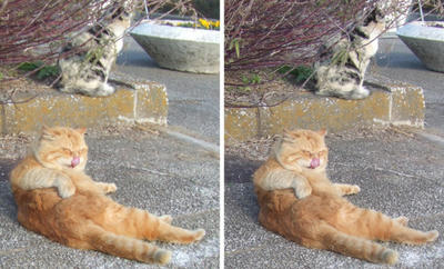 警戒感無く くつろぐ猫 平行法3Dステレオ立体写真