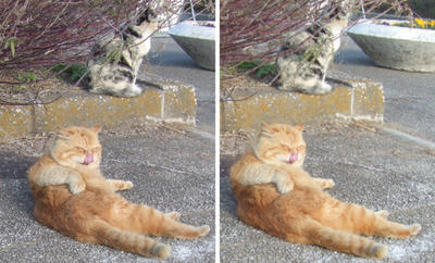 警戒感無く くつろぐ猫 交差法3D立体ステレオ写真