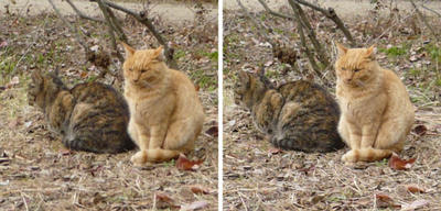 大覚寺大沢池湖畔にいた猫 交差法ステレオ立体視３Ｄ写真