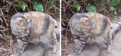 警戒しつつ寄ってくる猫 交差法3D立体ステレオ写真