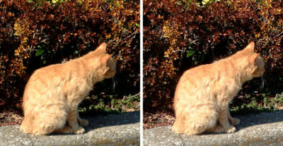 知らんぷりする猫 平行法3Dステレオ写真