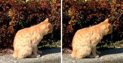 知らんぷりする猫 交差法ステレオ立体視３Ｄ写真