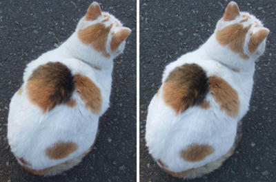 置物っぽい猫 平行法3Dステレオ写真
