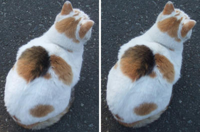 置物っぽい猫 交差法立体視３Ｄ写真
