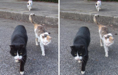 集会で集合する猫たち 平行法3Dステレオ立体写真