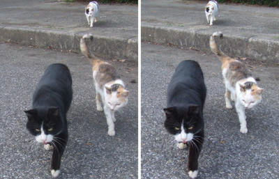 集会で集合する猫たち 交差法3Dステレオ立体視写真