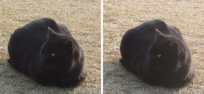 寒いので丸くなってひなたぼっこする猫 平行法3Dステレオ立体写真