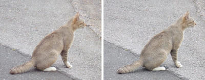 銀色っぽい毛並みの猫 平行法3Dステレオ立体写真