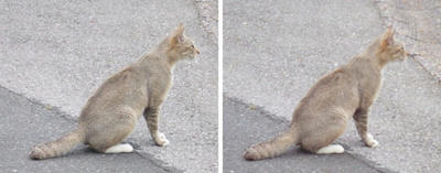 銀色っぽい毛並みの猫 交差法3D立体ステレオ写真