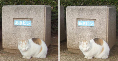 分別を見張る猫 平行法3Dステレオ立体写真