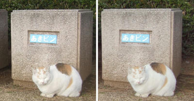 分別を見張る猫 交差法3D立体ステレオ写真