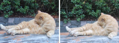 腹筋運動猫 平行法3Dステレオ立体写真