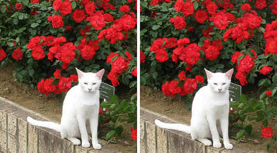 バラ(薔薇)と白猫 交差法ステレオ立体視３Ｄ写真