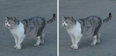 函館 埠頭にいた猫 交差法ステレオ立体視３Ｄ写真