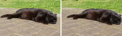 ヤル気無しの黒猫 平行法3Dステレオ立体写真