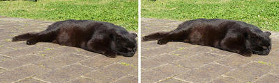 ヤル気無しの黒猫 交差法ステレオ立体視３Ｄ写真