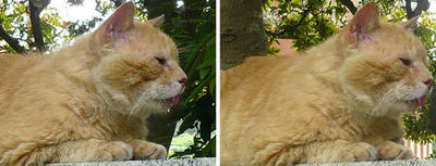 日陰で舌を出して休む猫 平行法ステレオ立体視３Ｄ写真