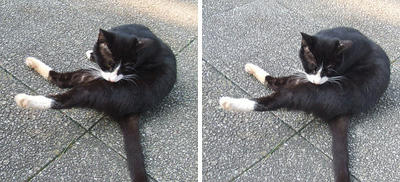 ストレッチ猫 平行法3Dステレオ立体写真