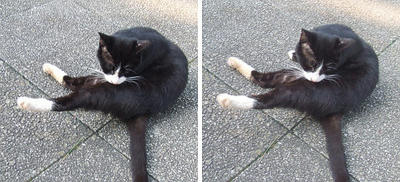 ストレッチ猫 交差法3Dステレオ立体写真