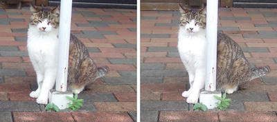 柱に笑い顔猫 平行法3Dステレオ立体写真