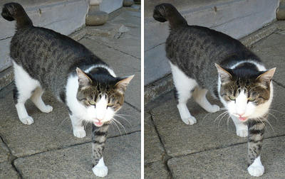 「何か、くれ！」猫 平行法3Dステレオ立体写真