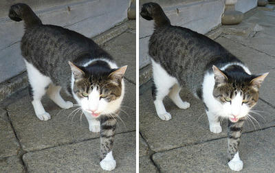 「何か、くれ！」猫 交差法ステレオ立体３Ｄ写真