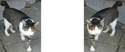 「何か、くれ！」猫 ミラー法3D立体ステレオ写真